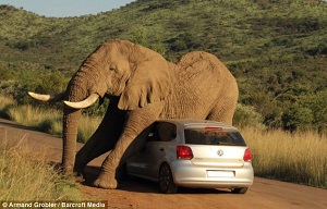 Слон почесался о Volkswagen Polo
